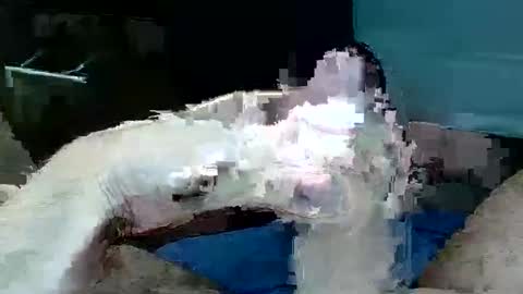 tom4yourself online show from May 2026 06:17:01 PM