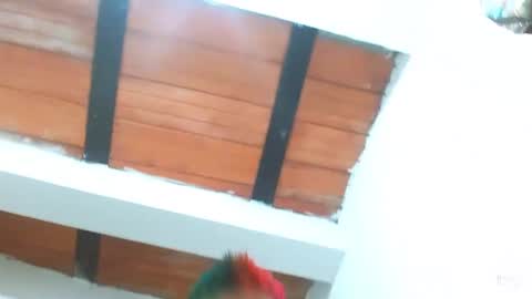 Snapshot of tomboyblue chatting on March 2025 09:26:02 PM Blue online show from March 2025 09:26:02 PM