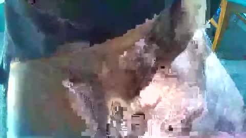 toranaman77 online show from January 2026 08:03:01 PM