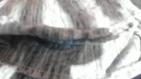 Virgowithabig online show from March 2026 11:25:01 AM