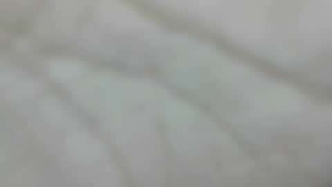 wangi_wangi online show from January 2026 04:31:02 PM