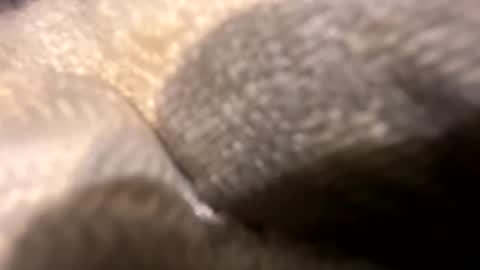 Snapshot of wiley0520 chatting on October 2025 11:36:02 AM wiley0520 online show from October 2025 11:36:02 AM