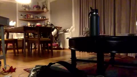 yayalala online show from December 2024 03:37:02 AM