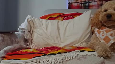 Snapshot of xxxtonymxxx chatting on January 2025 02:43:01 AM TonyDoesMiami online show from January 2025 02:43:01 AM