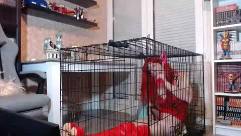 Owned by Hell On Heels online show from February 2026 07:47:02 PM