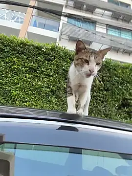 AngelinaTeller online show from April 2026 12:27:02 AM