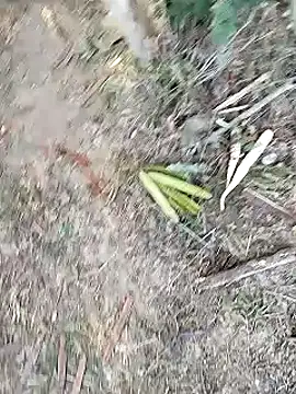 Snapshot of Monster_Bigdick chatting on January 2025 11:07:01 AM Monster Bigdick online show from January 2025 11:07:01 AM