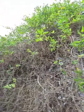 Snapshot of SexyErola27 chatting on December 2025 03:30:01 PM SexyErola27 online show from December 2025 03:30:01 PM