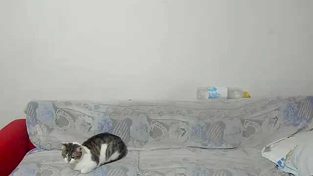 Snapshot of ANGELALEXYNO2024 chatting on February 2025 08:26:02 AM ANGELALEXYNO2024 online show from February 2025 08:26:02 AM