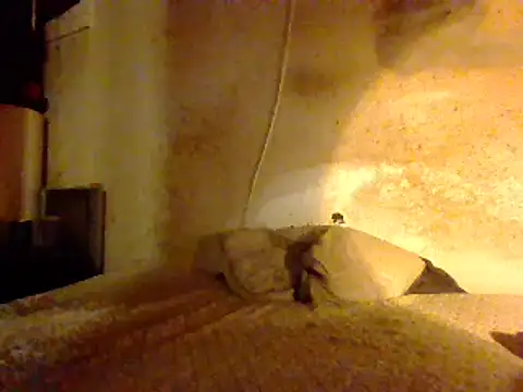 Snapshot of Nightshade7712 chatting on February 2025 08:50:02 AM Nightshade7712 online show from February 2025 08:50:02 AM