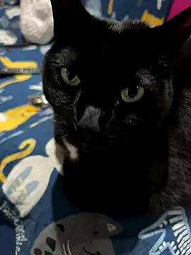 Snapshot of Shanonsex2 chatting on September 2025 01:39:02 AM Shanonsex2 online show from September 2025 01:39:02 AM