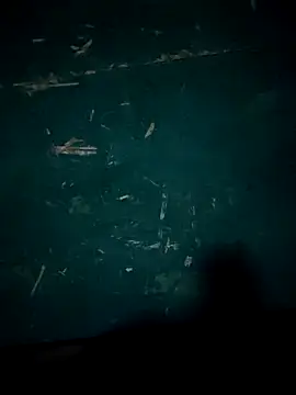 Snapshot of Rikipollav chatting on December 2025 03:45:02 AM Rikipollav online show from December 2025 03:45:02 AM