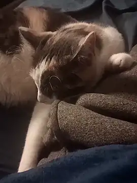 AmazonianMistress online show from February 2025 08:31:02 PM