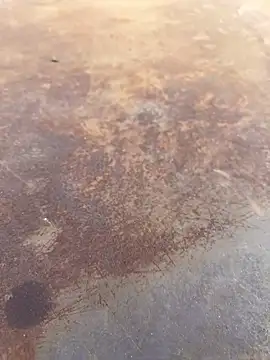 Black-mamba-madingo online show from September 2025 04:01:02 PM