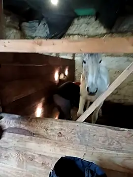 Snapshot of Tortuga95PL chatting on February 2026 10:54:01 AM Tortuga95PL online show from February 2026 10:54:01 AM