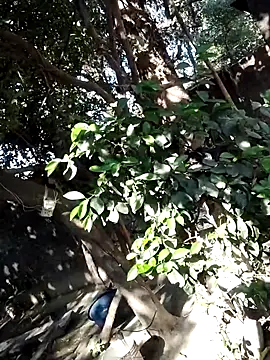 Snapshot of Hot-rubina chatting on March 2025 03:57:02 AM Hot-rubina online show from March 2025 03:57:02 AM