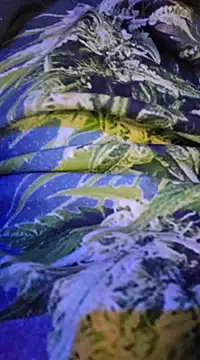 McdyllanXX online show from February 2025 12:24:01 AM