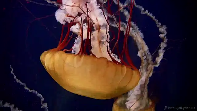 streamy test11 online show from December 2024 08:11:01 AM