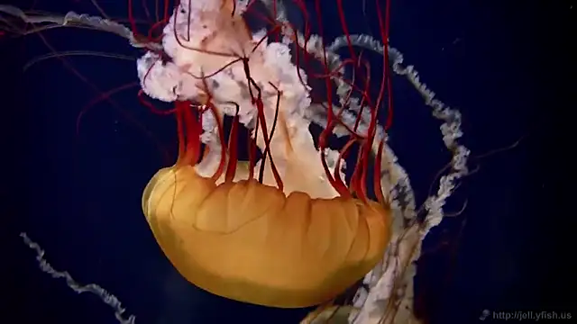 streamy test11 online show from February 2025 08:14:01 AM