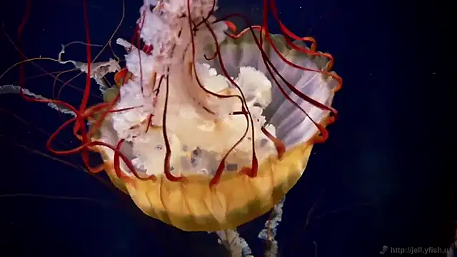 streamy test11 online show from October 2025 12:58:01 PM