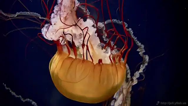 streamy test11 online show from October 2025 02:07:01 PM