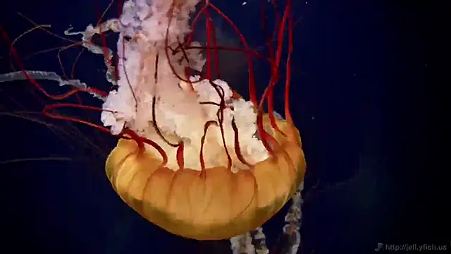 streamy test11 online show from October 2025 03:35:01 PM