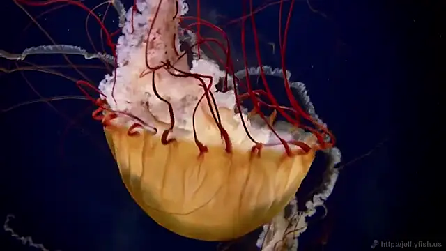 streamy test11 online show from November 2025 04:29:01 PM