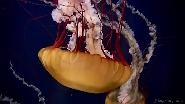 Snapshot of streamy_test11 chatting on December 2025 10:13:02 AM streamy test11 online show from December 2025 10:13:02 AM