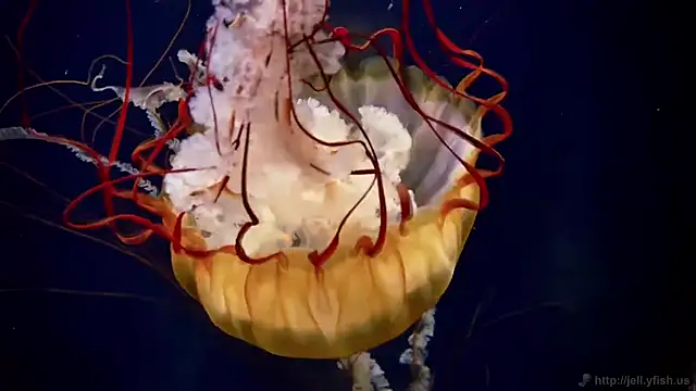 Snapshot of streamy_test11 chatting on February 2026 02:11:02 PM streamy test11 online show from February 2026 02:11:02 PM