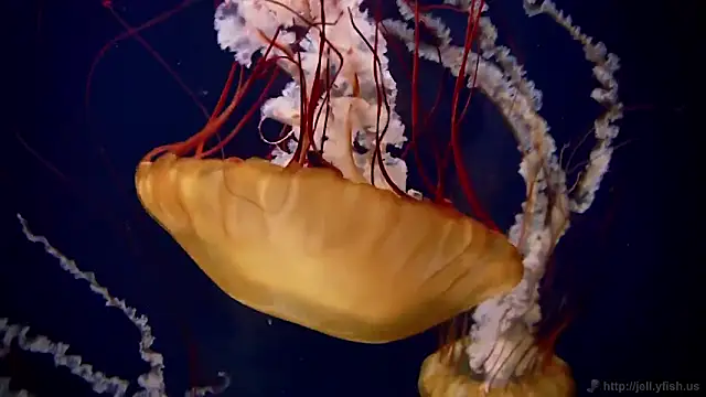 Snapshot of streamy_test11 chatting on February 2026 05:09:02 PM streamy test11 online show from February 2026 05:09:02 PM