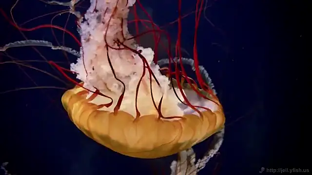 Snapshot of streamy_test11 chatting on February 2026 11:31:02 AM streamy test11 online show from February 2026 11:31:02 AM