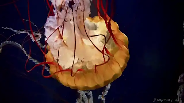 Snapshot of streamy_test11 chatting on February 2026 03:11:02 PM streamy test11 online show from February 2026 03:11:02 PM