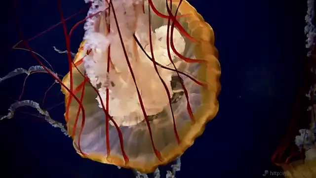 streamy test11 online show from March 2026 03:38:02 PM