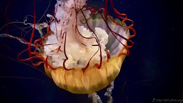 streamy test11 online show from March 2026 11:11:02 AM