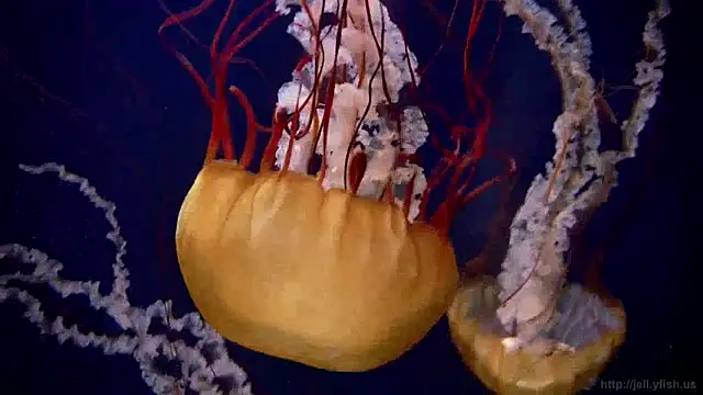 streamy test12 online show from December 2024 08:11:02 AM