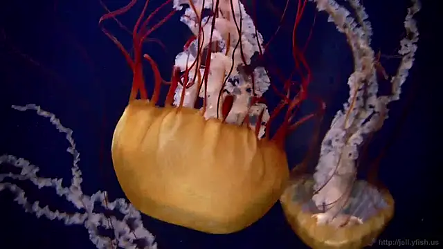 streamy test12 online show from December 2024 11:07:02 AM