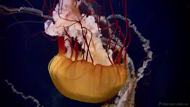 streamy test12 online show from January 2025 08:14:02 AM