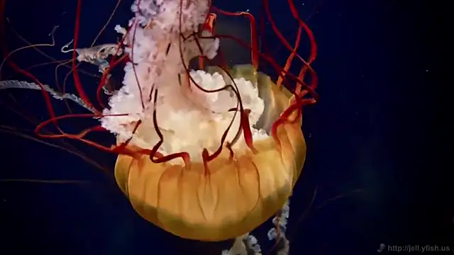 streamy test12 online show from February 2025 08:09:02 AM