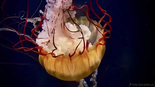 streamy test12 online show from September 2025 04:30:01 PM