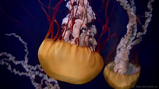 streamy test12 online show from September 2025 01:37:02 PM