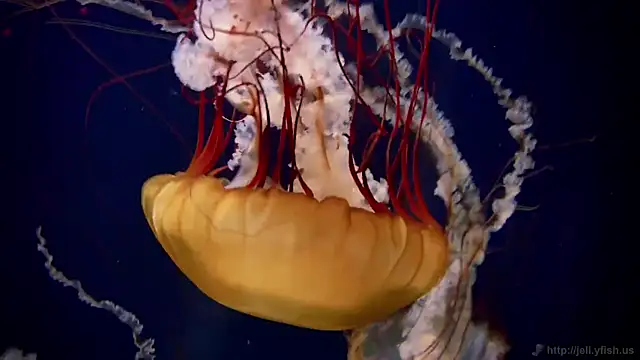 streamy test12 online show from October 2025 01:31:01 PM