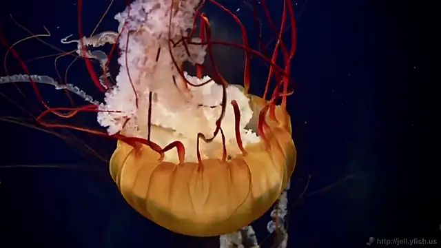 streamy test12 online show from October 2025 07:42:01 AM