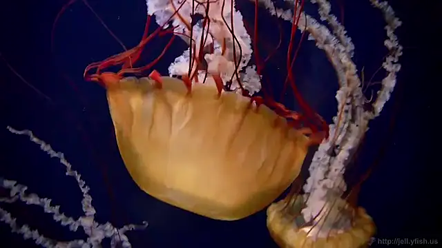 streamy test12 online show from January 2026 03:17:01 PM