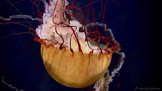 streamy test13 online show from December 2024 08:09:02 AM