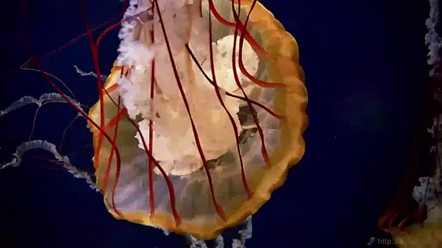 streamy test13 online show from January 2025 08:09:02 AM