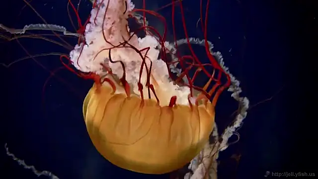 streamy test13 online show from February 2025 08:13:02 AM