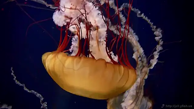 streamy test13 online show from February 2025 08:13:02 AM