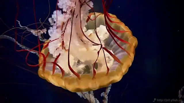 streamy test13 online show from March 2025 08:13:01 AM