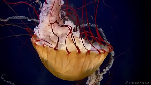 streamy test13 online show from March 2025 08:31:01 AM