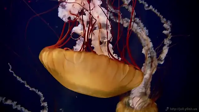 streamy test13 online show from September 2025 05:59:01 PM